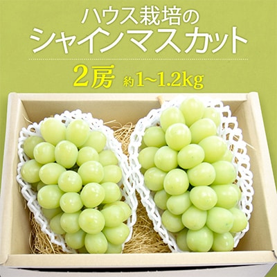 茨城県筑西市産 ハウス栽培シャインマスカット 2房(約1～1.2kg)