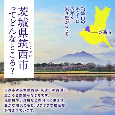 完熟 アールスメロン 1玉 メロン 超大玉 kek063