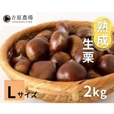 【 吉原農場 の 完熟栗 】 熟成 生栗 2kg Lサイズ