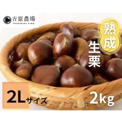 【 吉原農場 の 完熟栗 】 熟成 生栗 2kg 2Lサイズ