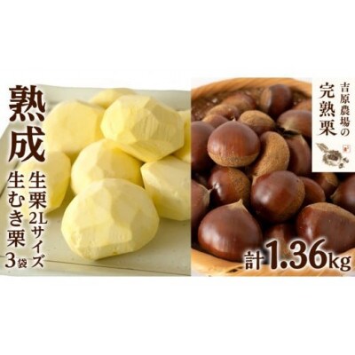 【 吉原農場 の 完熟栗 】  熟成 生栗 1kg 2Lサイズ ・ 生むき栗 3袋 セット