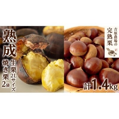 【 吉原農場 の 完熟栗 】  熟成 生栗 1kg 2Lサイズ ・ 焼き栗 2袋 セット
