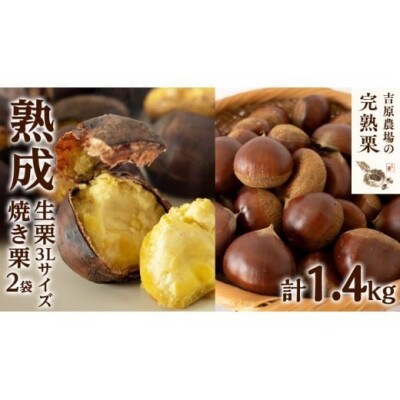 【 吉原農場 の 完熟栗 】  熟成 生栗 1kg 3Lサイズ ・ 焼き栗 2袋 セット