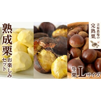 【 吉原農場 の 完熟栗 】  熟成 栗 お楽しみセット ( 生栗 Lサイズ )