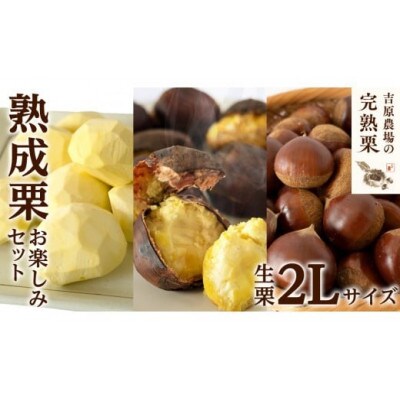 【 吉原農場 の 完熟栗 】  熟成 栗 お楽しみ セット ( 生栗 2Lサイズ )