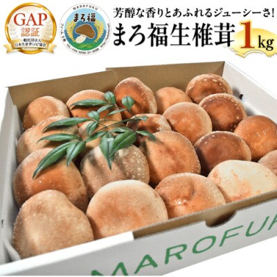 まろ福生椎茸(贈答用) 約1kg
