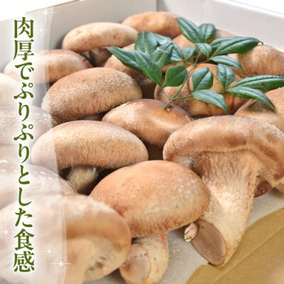 まろ福生椎茸(贈答用) 約1kg