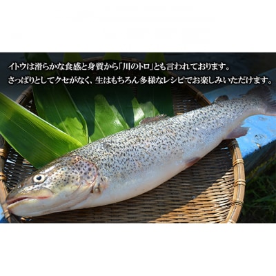 鰺ヶ沢産【幻の魚イトウ】フィレ1枚 約500g[53841813]