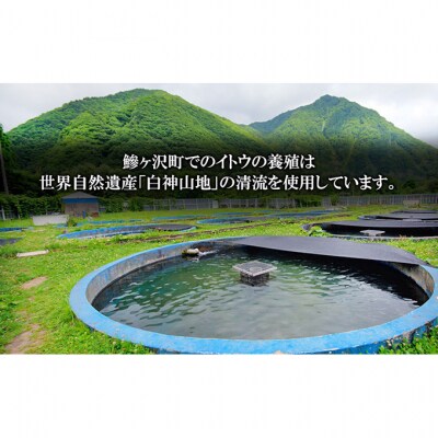 鰺ヶ沢産【幻の魚イトウ】フィレ1枚 約500g[53841813]