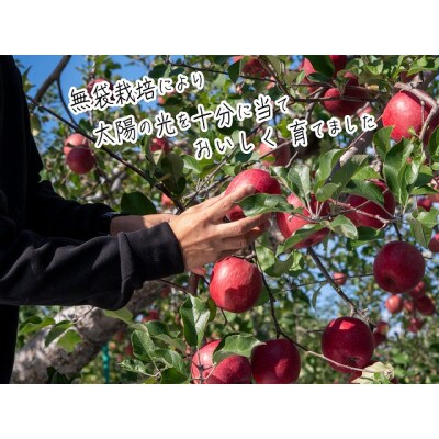 青森 サンふじ りんご 約5kg (12～16玉)[53841246]