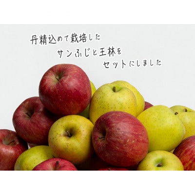 青森 サンふじ 王林 約10kg (24～36玉) りんご詰め合わせ セット