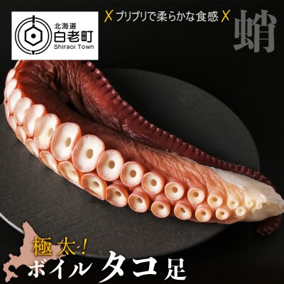 たこ足 ボイル 極太(約1.8kg)