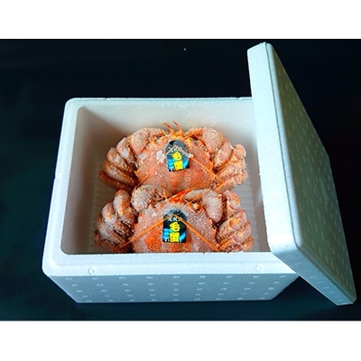 虎杖浜産毛蟹約550g×2尾