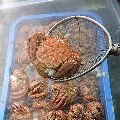 【浜ゆで】北海道産 冷凍ボイル毛ガニ (1尾620g～660g前後) 2尾