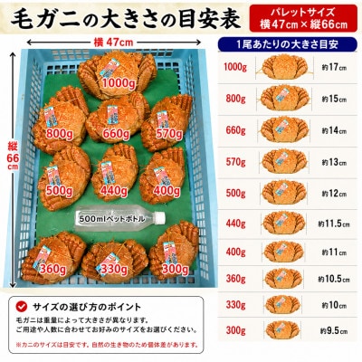 【浜ゆで自社タグ付】北海道産ボイル毛ガニ 300g～340g前後×2尾 冷凍