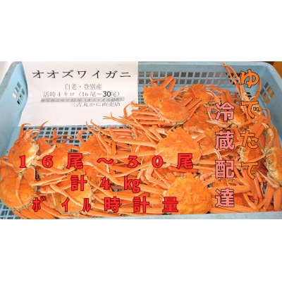 ゆでたて冷蔵便 16尾から30尾で4kg 訳あり オオズワイガニ(オス・メスおまかせ)