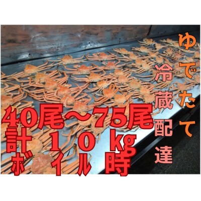 ゆでたて冷蔵便 40尾から75尾で10kg 訳あり オオズワイガニ(オス・メスおまかせ)