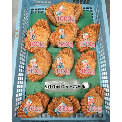 ゆでたて冷蔵便ボイル毛ガニ　300g～340g×2尾(活時計量) 噴火湾・胆振