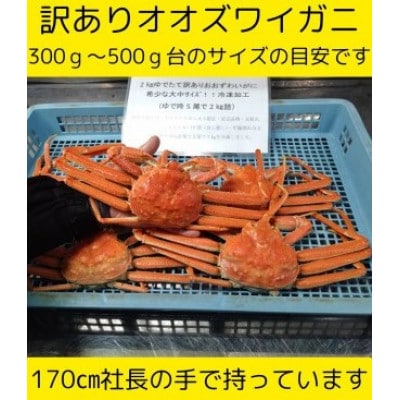 訳あり オオズワイガニオス 大サイズ (約300～500g) 浜ゆで 4～5尾で2kg