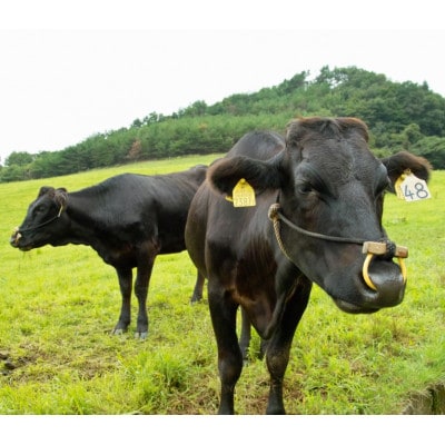 白老牛特上カルビ(霜降り肉)500gギフトセット