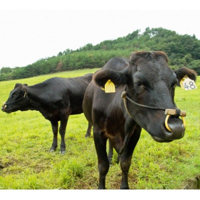 白老牛特上カルビ(霜降り肉)1000gギフトセット