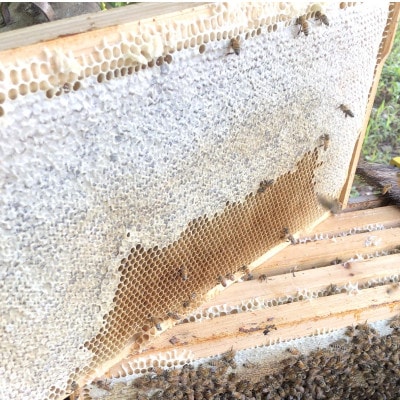 【数量限定】山桜はちみつと春の田舎はちみつの3種ギフトセット 120g×3本【茨城県共通返礼品】