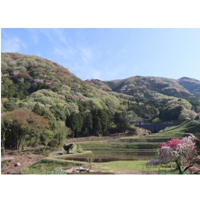 【数量限定】山桜はちみつと春の田舎はちみつ3種セット280g×計3本[B3山桜]