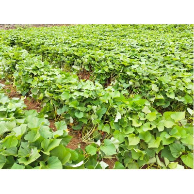 五霞町産さつま芋(紅はるか)　4.5kg