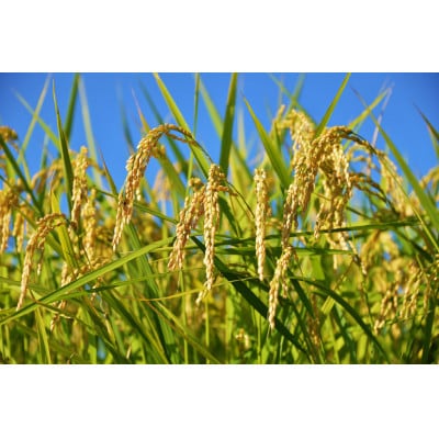 茨城県産コシヒカリ10kg(5kg×2) 精米