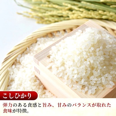 【令和8年産】コシヒカリ 精米 10kg(5kg×2袋)茨城のおいしいお米