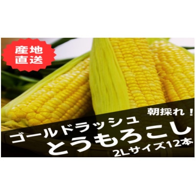 AB-018【2026年発送】朝採り黄色いとうもろこし　12本入(計約4.2kg以上)