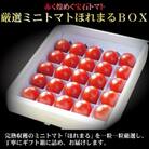 BF-007【2025年発送】【中富良野町】厳選ミニトマトほれまるBOX