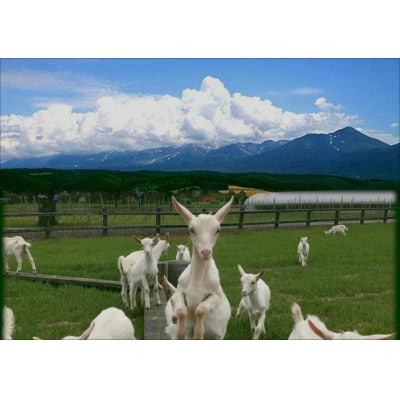 AZ-063貴腐中富良野ケルナー　375ml