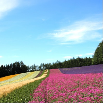 BB-023【セット】【ファーム富田】ラベンダーサシエ・ソープ・オイルセット