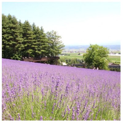 BB-024【セット】【ファーム富田】ラベンダーハンドスプレーセット