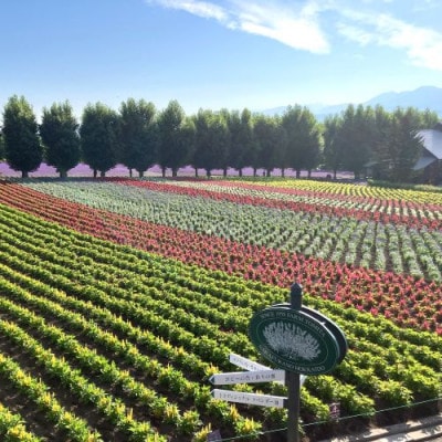 BB-025【セット】ラベンダーリースとオイルミストセット