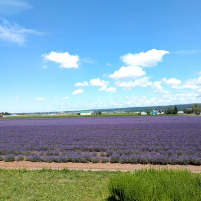 BB-028【セット】ラベンダーリードディフューザーセット