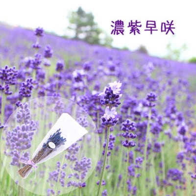 BB-032【セット】2種類のラベンダードライフラワーとハンドスプレーセット