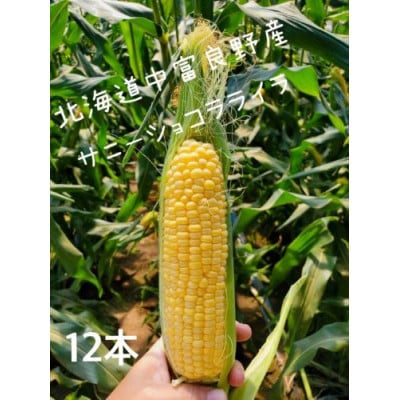 AW-013【2026年7月下旬より発送予定】トウモロコシ黄　12本　サニーショコラライラ