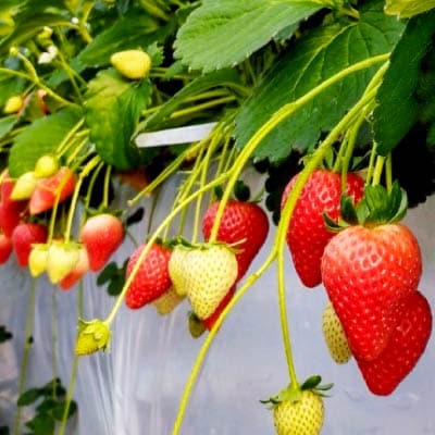 【令和9年産先行予約】栃木県芳賀町産 とちあいか 新鮮大粒いちご1160g　贈答・ギフト用にも