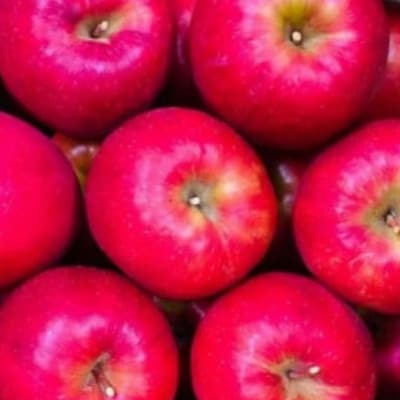 【先行受付】おまかせ旬のりんご1.5kg～2kg　【8月より順次発送】