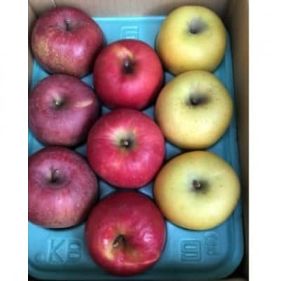 【先行受付】おまかせ旬のりんご1.5kg～2kg　【8月より順次発送】