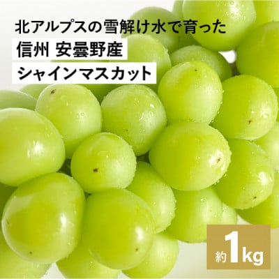 信州・安曇野産　シャインマスカット約1kg(2～4房)