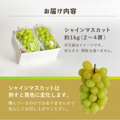 信州・安曇野産　シャインマスカット約1kg(2～4房)