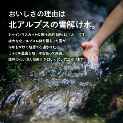 信州・安曇野産　シャインマスカット約1kg(2～4房)