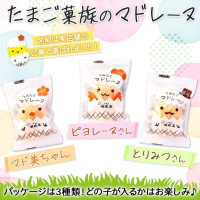 無地熨斗 長野県 うみたて マドレーヌ 20個 胡蝶庵 安曇野市