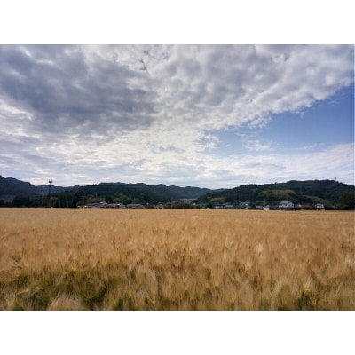 大分県産もち麦250g入り袋×6個