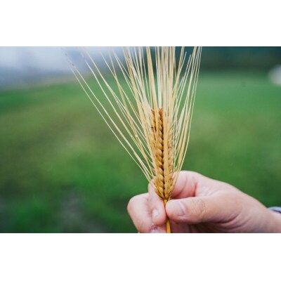 大分県産もち麦250g×4個