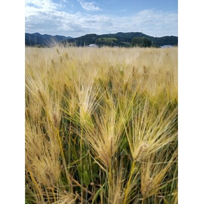 大分県産もち麦250g×4個