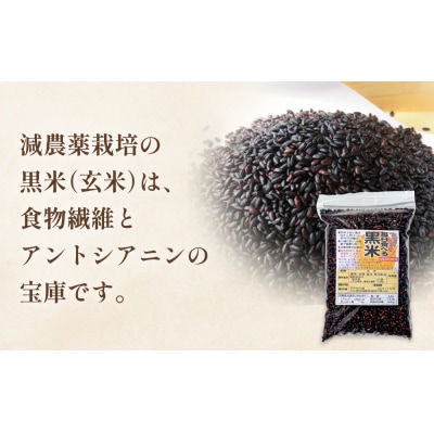 黒米&黒米甘酒ドレッシング2本 玖珠町産 黒米 玄米 ドレッシング 甘酒 黒米ドレッシング 黒米甘酒